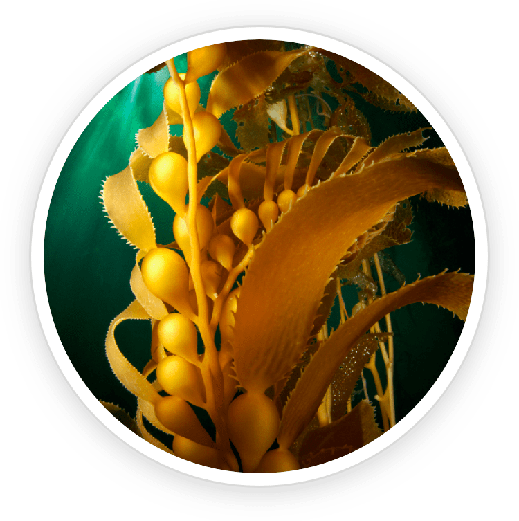 RKelp Powder 