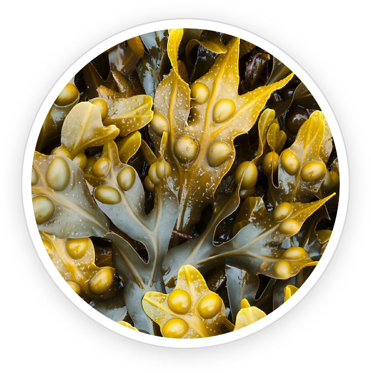 Bladderwrack Powder